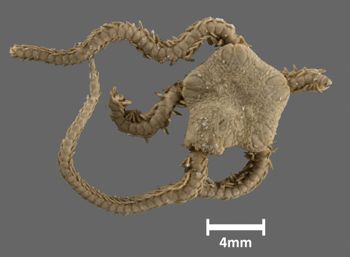 Media type: image;   Invertebrate Zoology OPH-3141 Aspect: dorsal